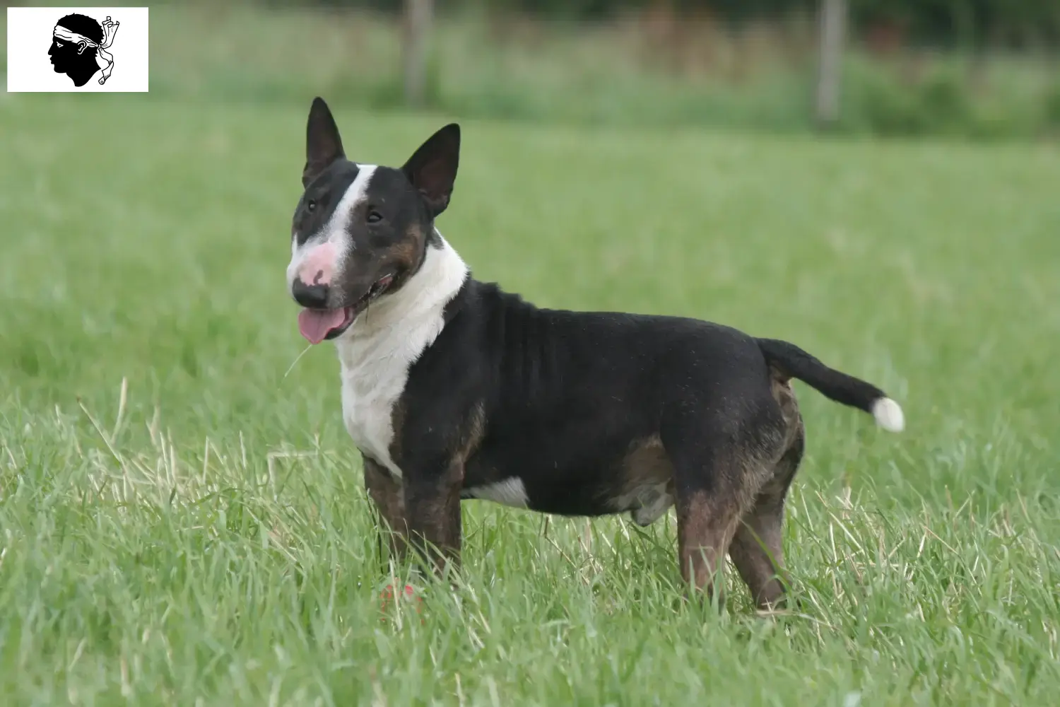 Miniature Bull Terrier puppies and breeders Corsica Find Miniature Bull Terrier breeders in Corsica.