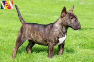 Read more about the article Miniature Bull Terrier breeders and puppies in Grand Est