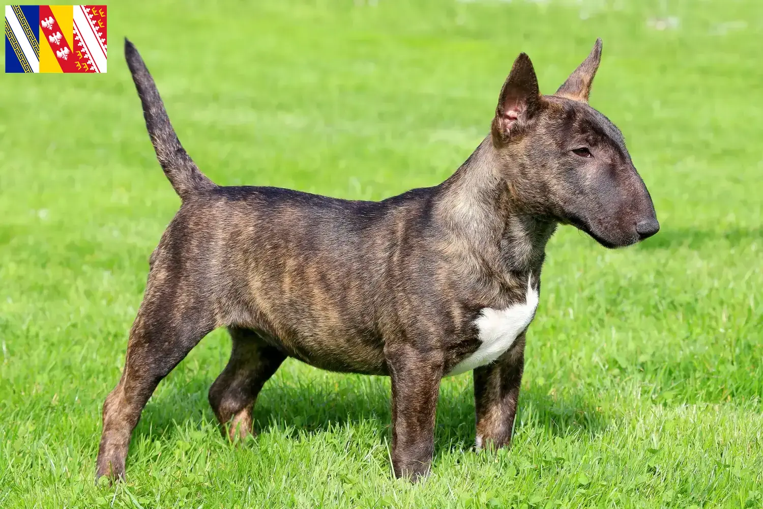 Read more about the article Miniature Bull Terrier breeders and puppies in Grand Est