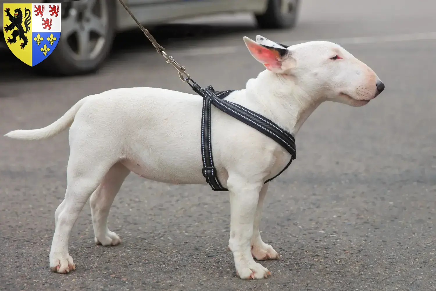 Miniature Bull Terrier puppies and breeders Hauts-de-France Find here Miniature Bull Terrier breeders in Hauts-de-France.