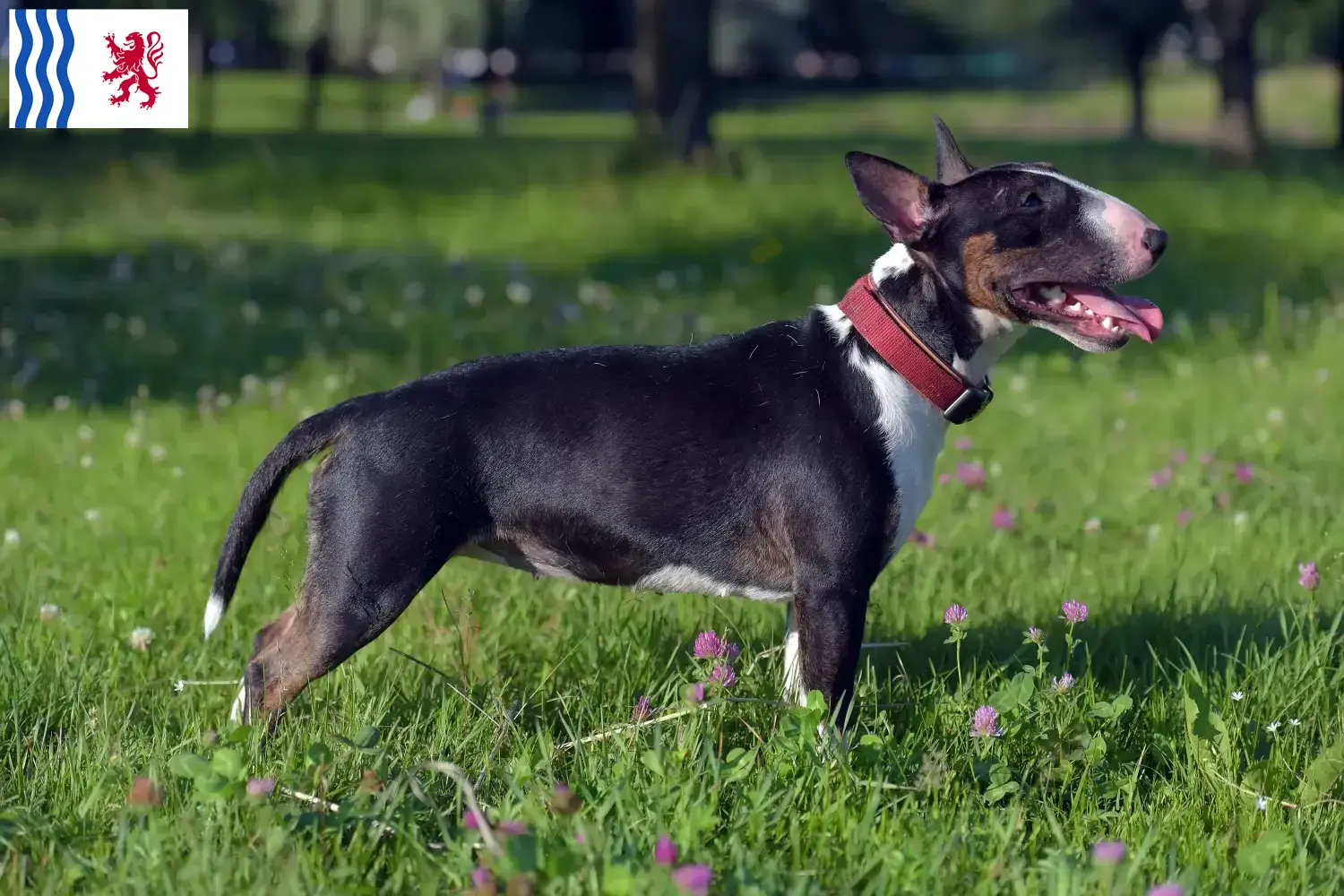 Miniature Bull Terrier puppies and breeder Nouvelle-Aquitaine Find Miniature Bull Terrier breeders in Nouvelle-Aquitaine.
