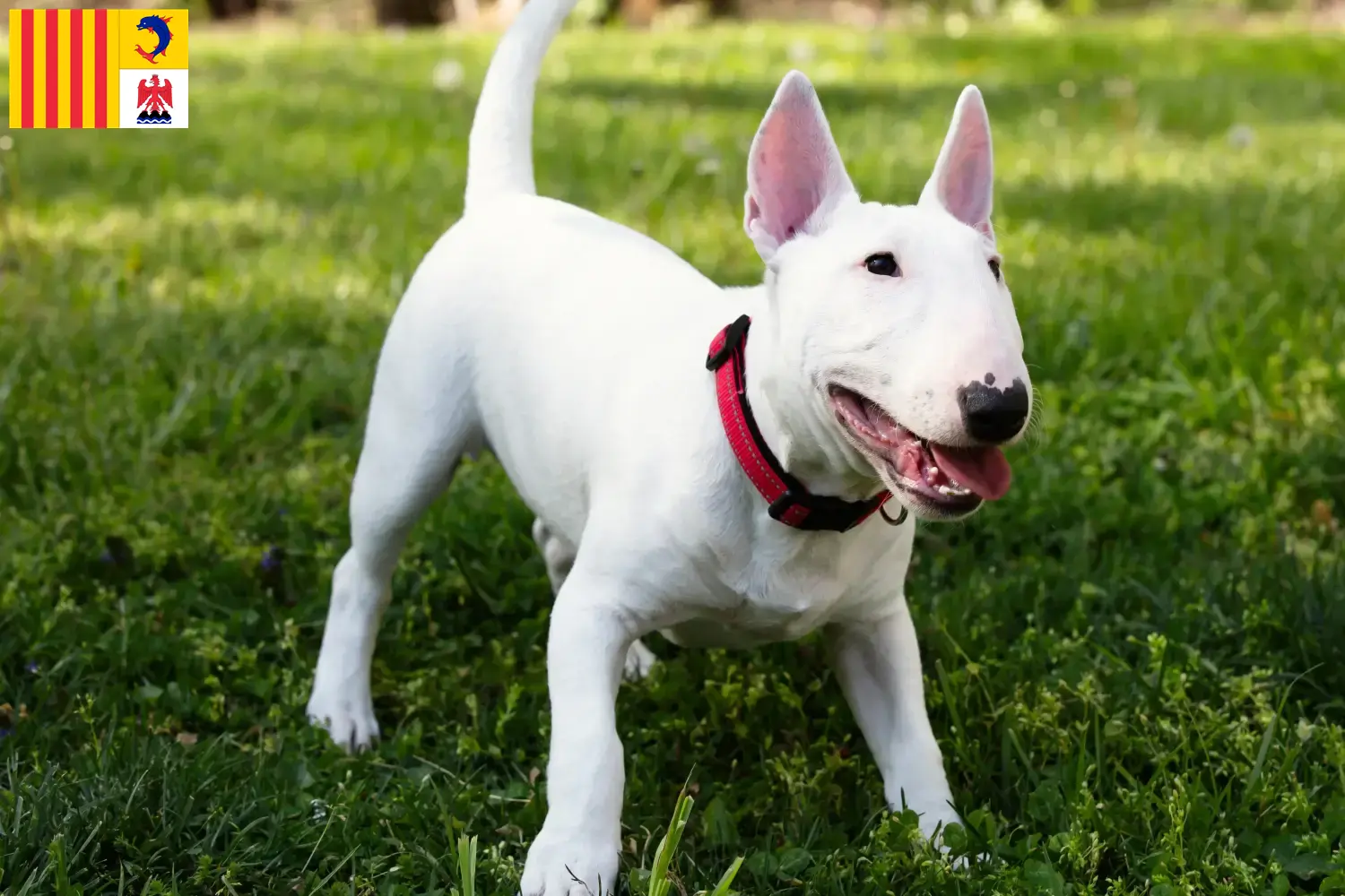 Miniature Bull Terrier puppies and breeders Provence-Alpes-Côte d'Azur Find Miniature Bull Terrier breeders in Provence-Alpes-Côte d'Azur.