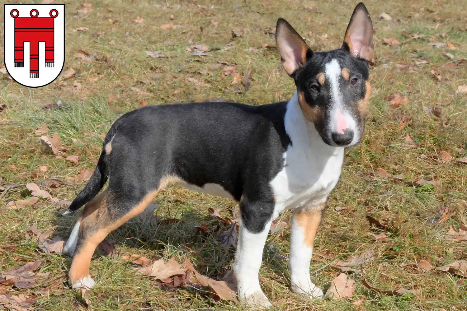 Miniature Bull Terrier puppies and breeders Vorarlberg Here you can find Miniature Bull Terrier breeders in Vorarlberg.
