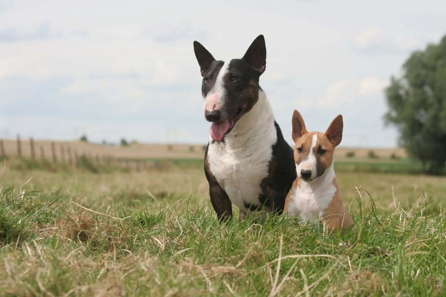 Buying a Miniature Bull Terrier puppy means taking responsibility! Buy Miniature Bull Terrier puppies.