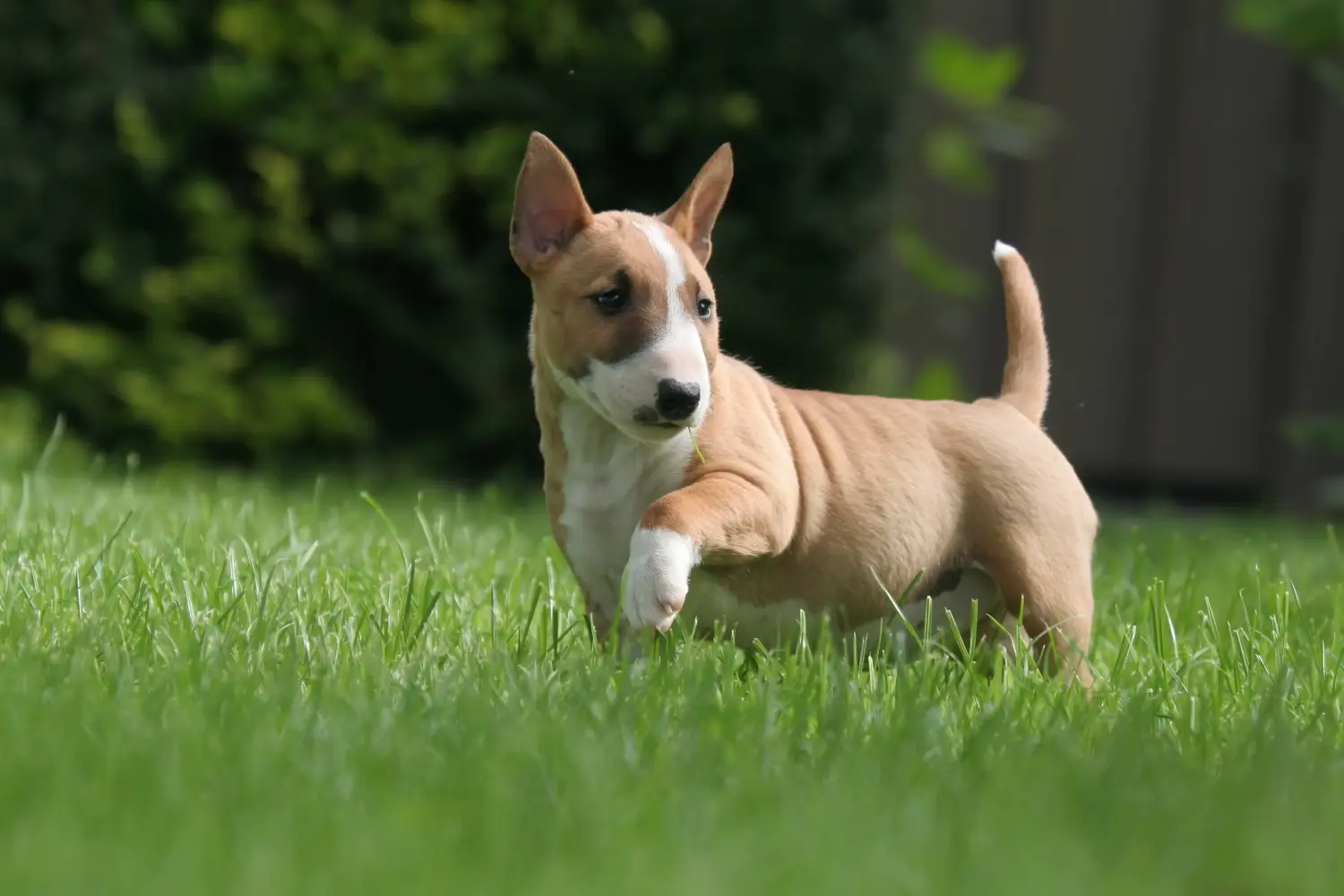 Buying a Miniature Bull Terrier puppy means taking responsibility! Buy Miniature Bull Terrier puppies.