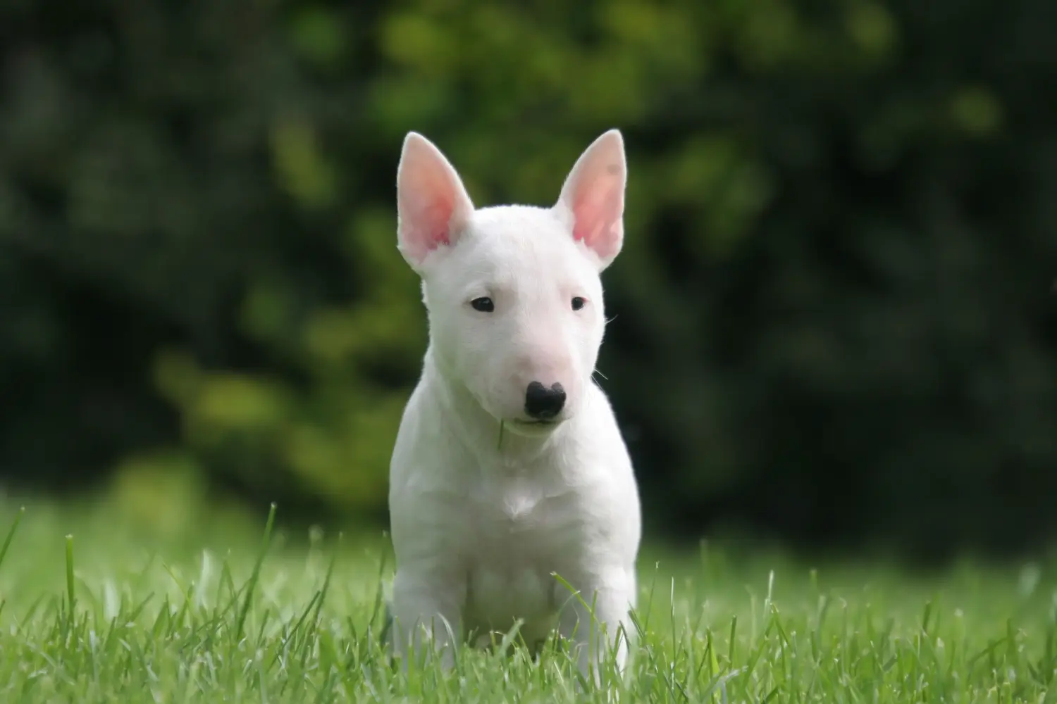 Buying a Miniature Bull Terrier puppy means taking responsibility! Buy Miniature Bull Terrier puppies.