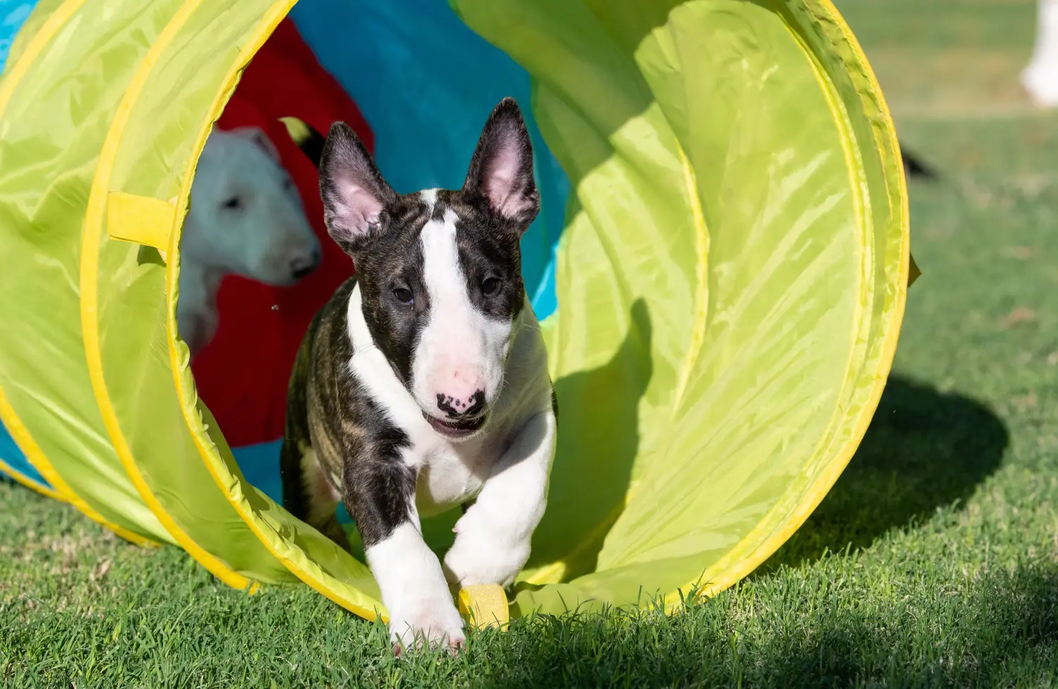 Buying a Miniature Bull Terrier puppy means taking responsibility! Buy Miniature Bull Terrier puppies.