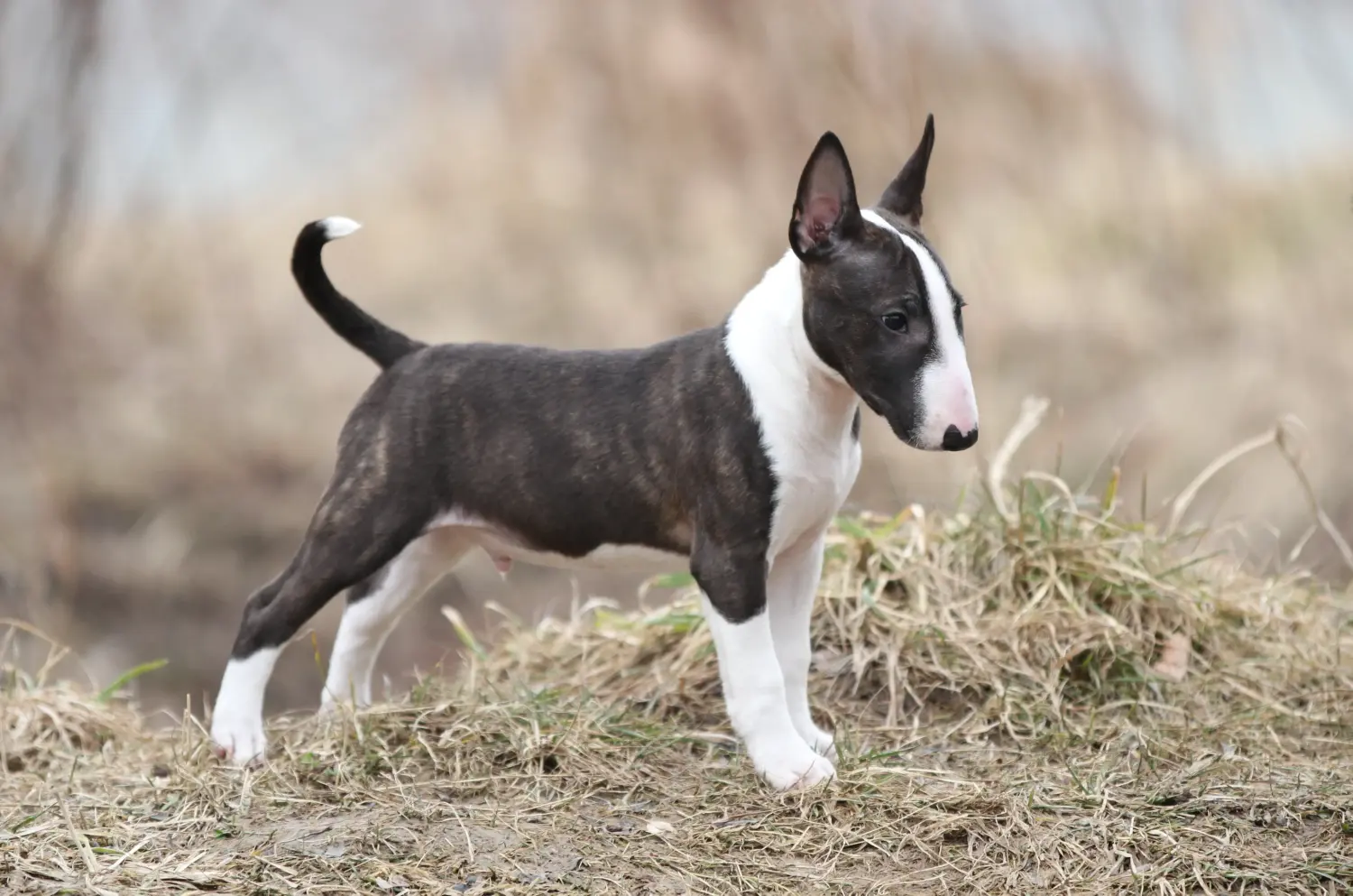 Buying a Miniature Bull Terrier puppy means taking responsibility! Buy Miniature Bull Terrier puppies.
