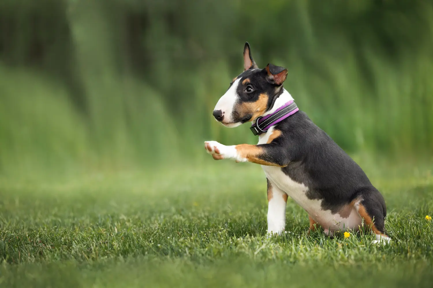 Buying a Miniature Bull Terrier puppy means taking responsibility! Buy Miniature Bull Terrier puppies.