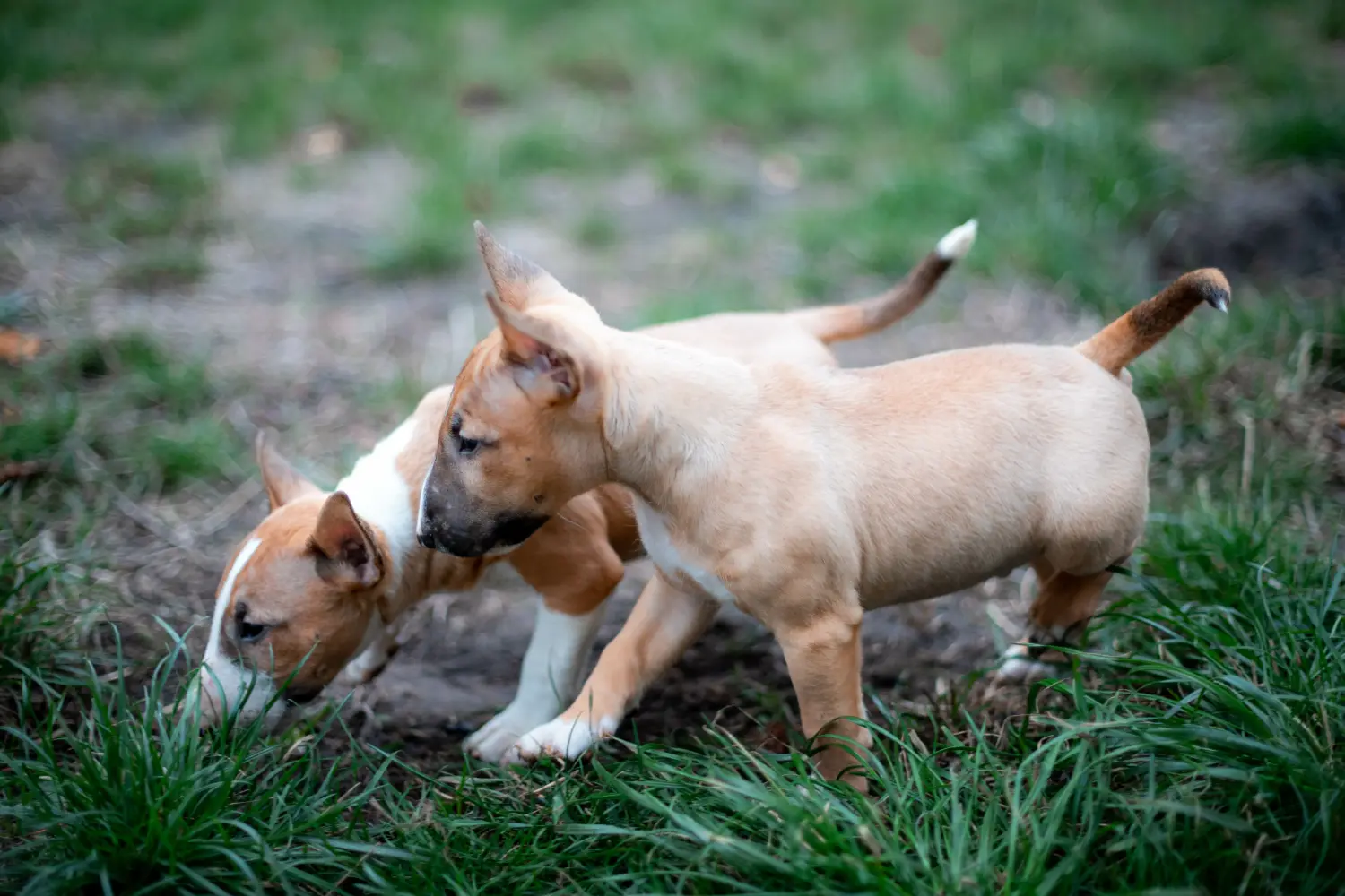 Buying a Miniature Bull Terrier puppy means taking responsibility! Buy Miniature Bull Terrier puppies.