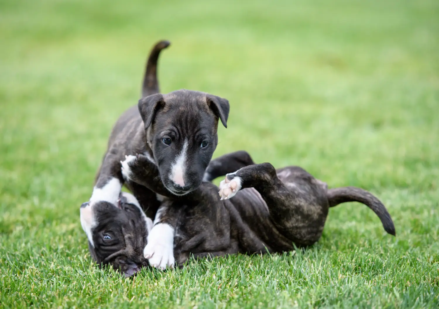Buying a Miniature Bull Terrier puppy means taking responsibility! Buy Miniature Bull Terrier puppies.