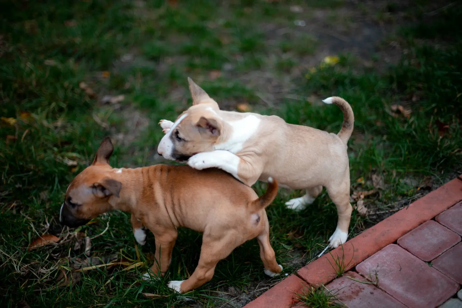 Buying a Miniature Bull Terrier puppy means taking responsibility! Buy Miniature Bull Terrier puppies.