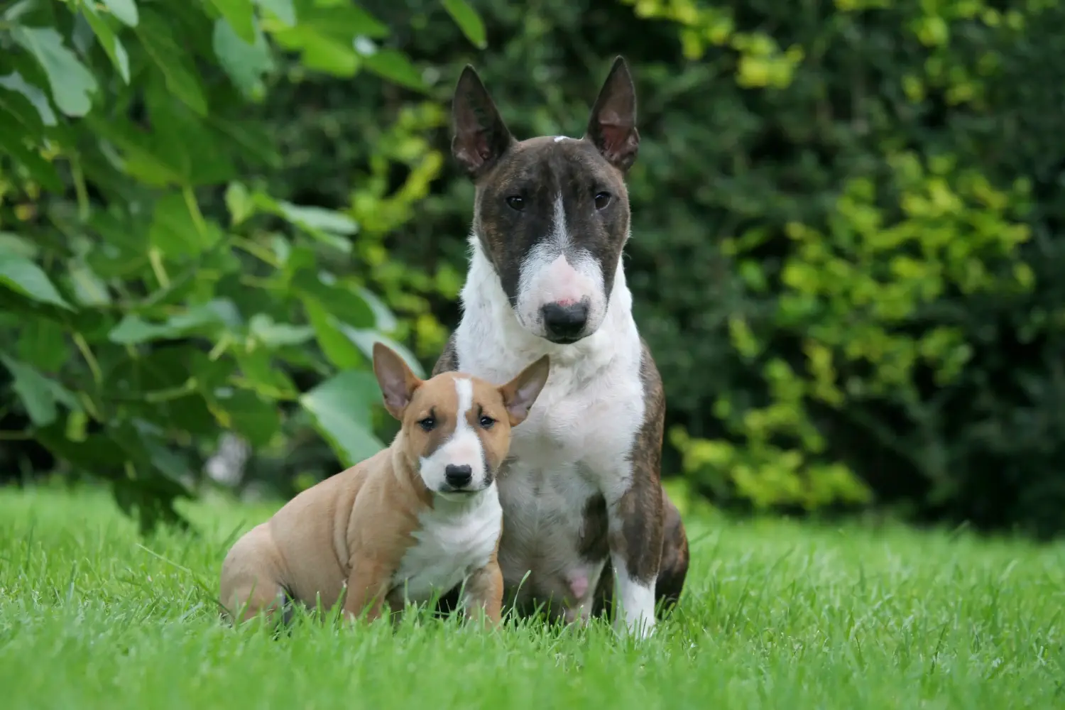Buying a Miniature Bull Terrier puppy means taking responsibility! Buy Miniature Bull Terrier puppies.