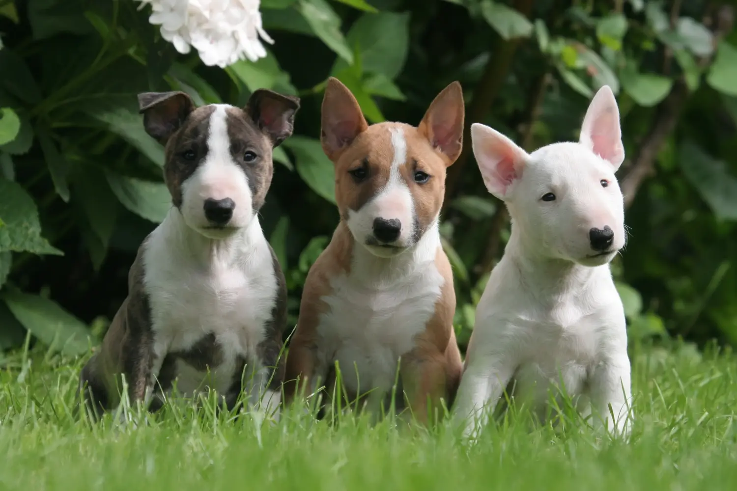 Buying a Miniature Bull Terrier puppy means taking responsibility! Buy Miniature Bull Terrier puppies.