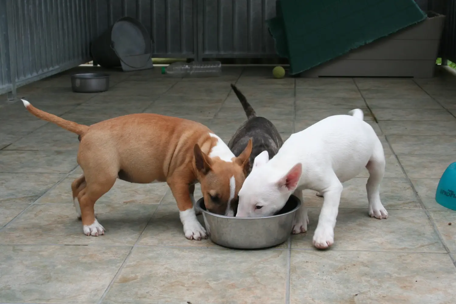 Buying a Miniature Bull Terrier puppy means taking responsibility! Buy Miniature Bull Terrier puppies.