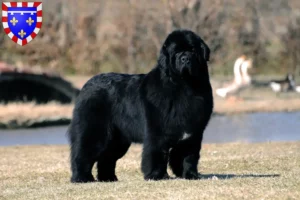 Read more about the article Newfoundland breeders and puppies in Centre-Val de Loire