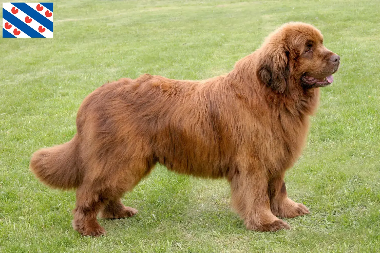 Newfoundland puppies and breeders Friesland Here you can find Newfoundland breeders in Friesland.