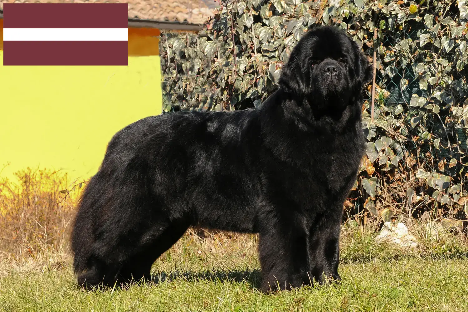 Newfoundland puppies and breeders Latvia Here you can find Newfoundland breeders in Latvia.