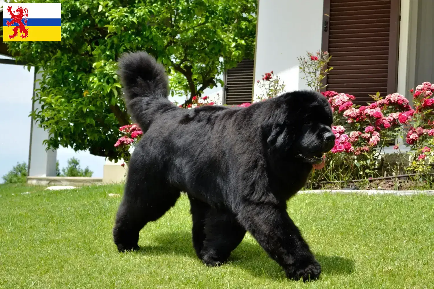 Newfoundland puppies and breeder Limburg Here you can find Newfoundland breeders in Limburg.