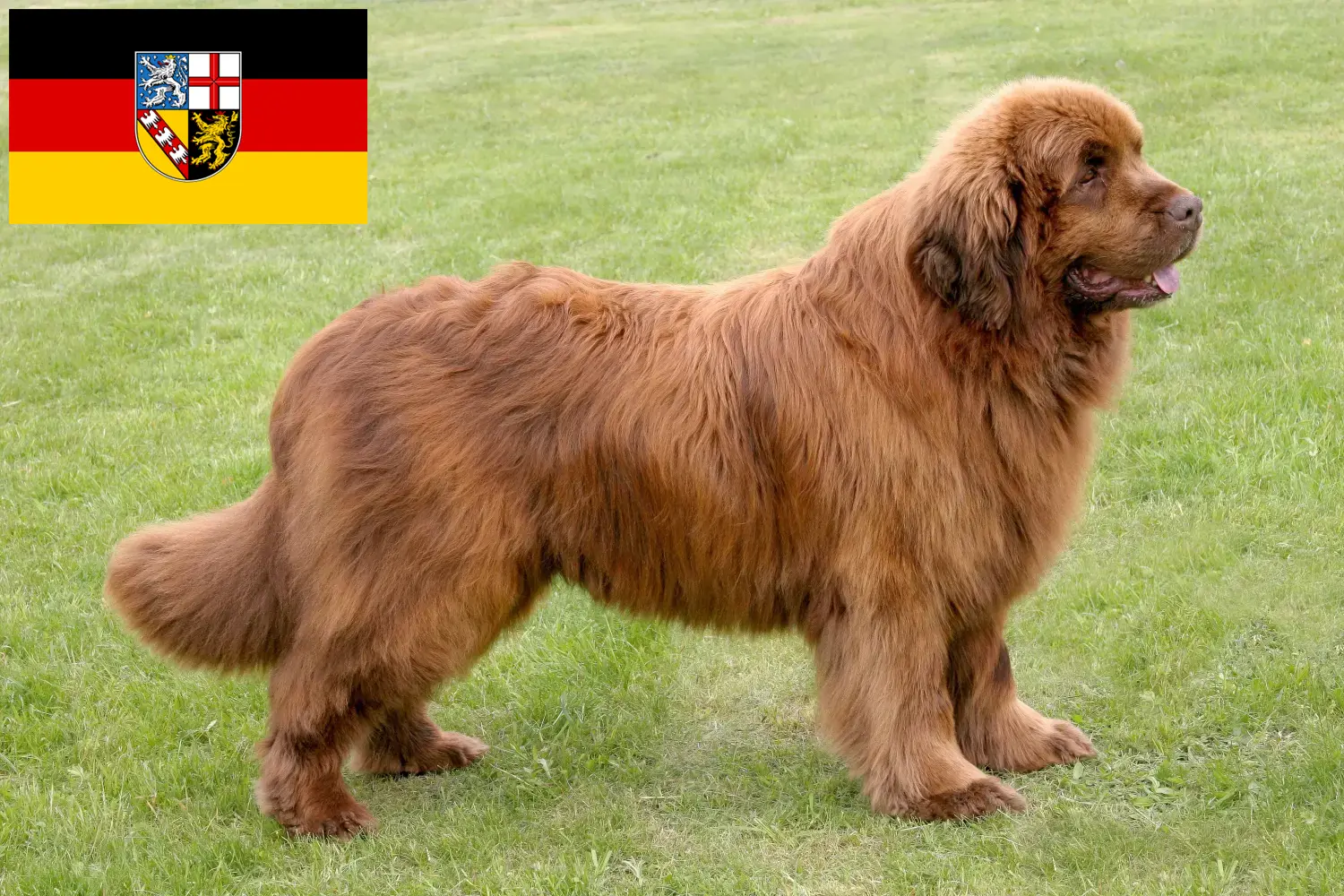 Newfoundland puppies and breeders Saarland Here you can find Newfoundland breeders im Saarland.