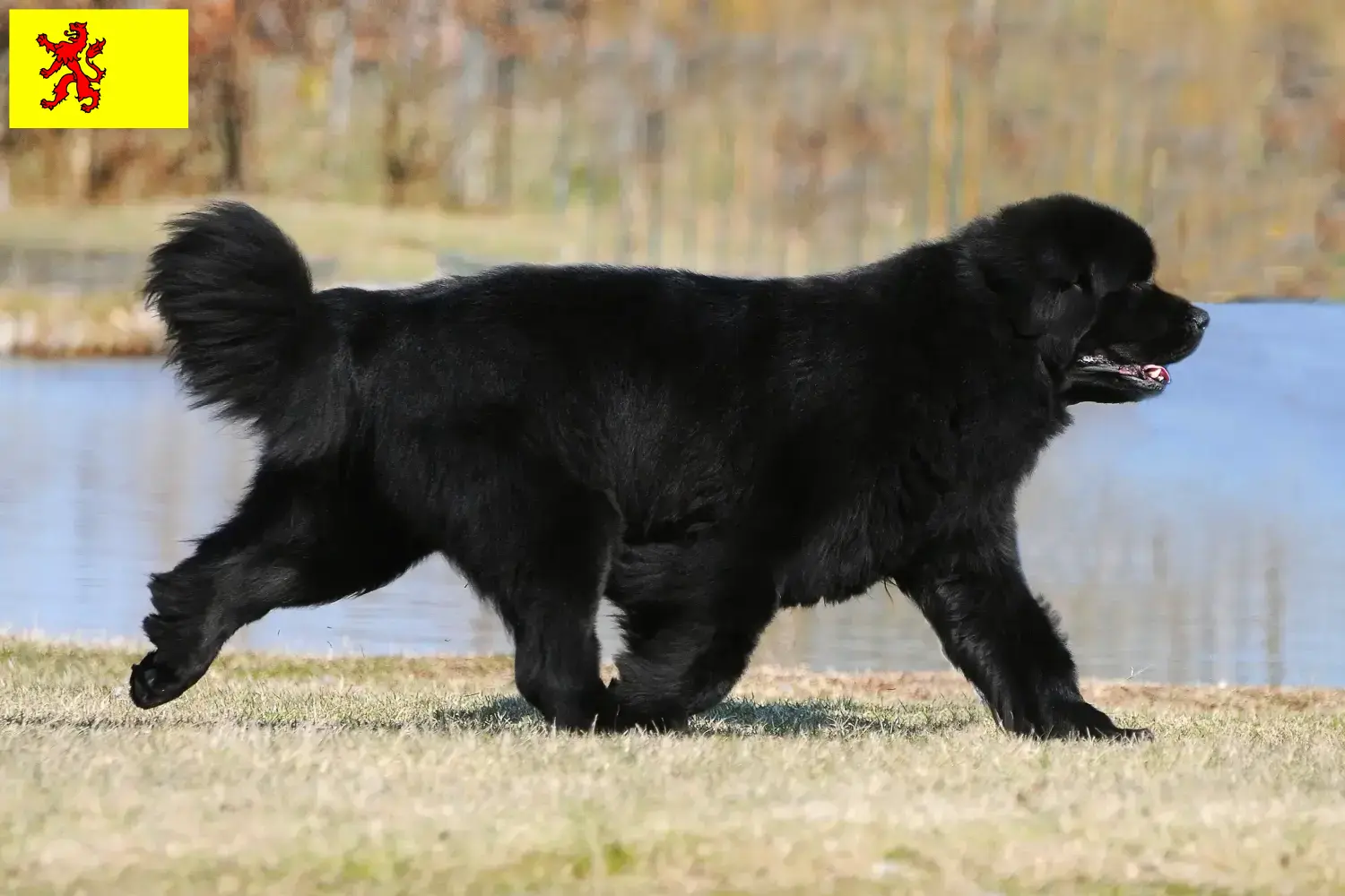 Newfoundland puppies and breeders South Holland Here you can find Newfoundland breeders in South Holland.