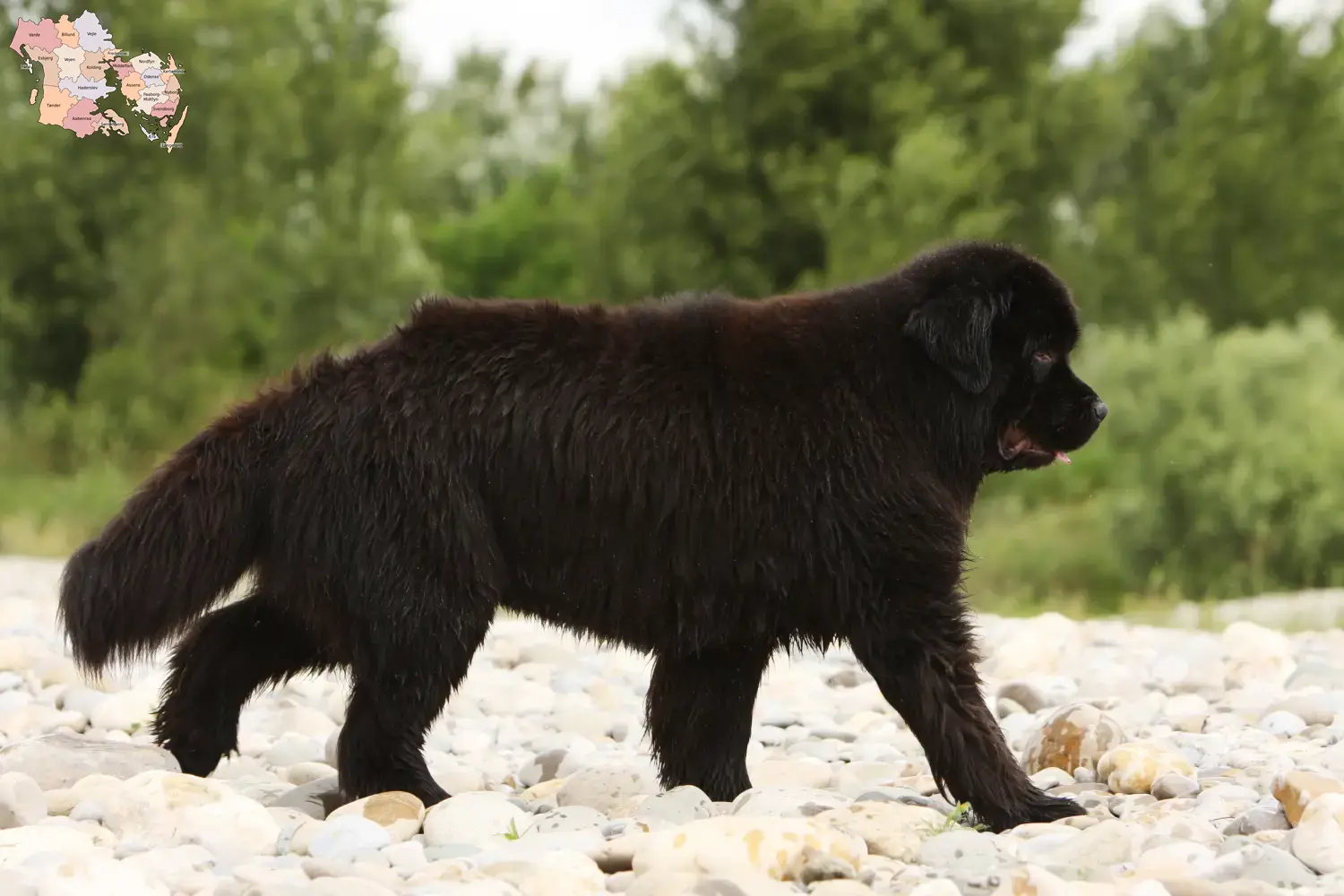 Newfoundland puppies and breeders Syddanmark Find Newfoundland breeders in Syddanmark.