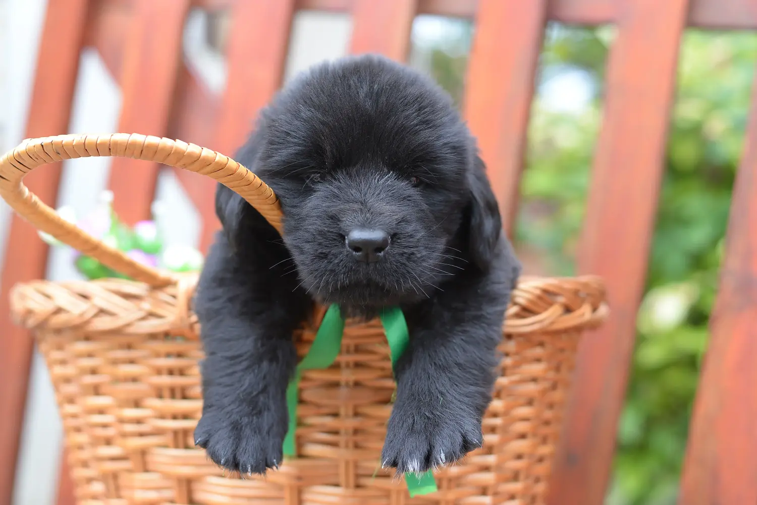 Buying a Newfoundland puppy means taking responsibility! Buy Newfoundland puppies.