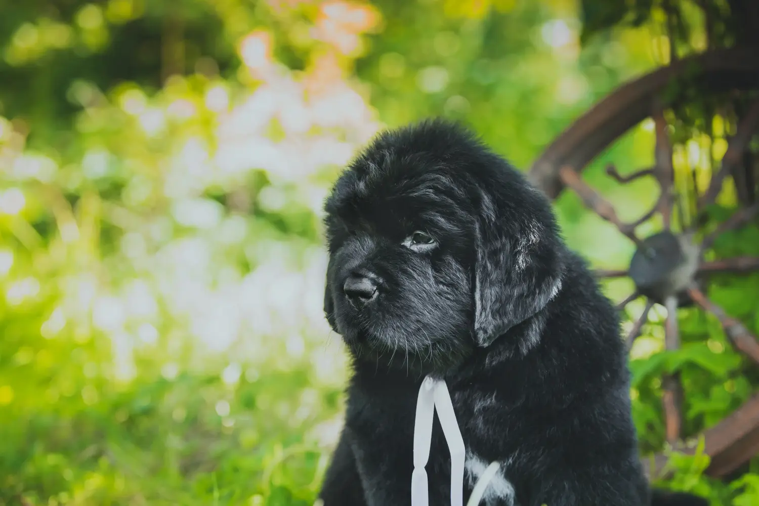 Buying a Newfoundland puppy means taking responsibility! Buy Newfoundland puppies.