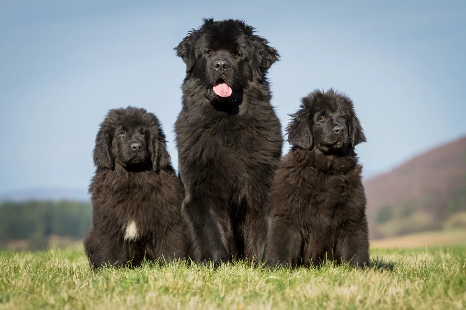 Buying a Newfoundland puppy means taking responsibility! Buy Newfoundland puppies.
