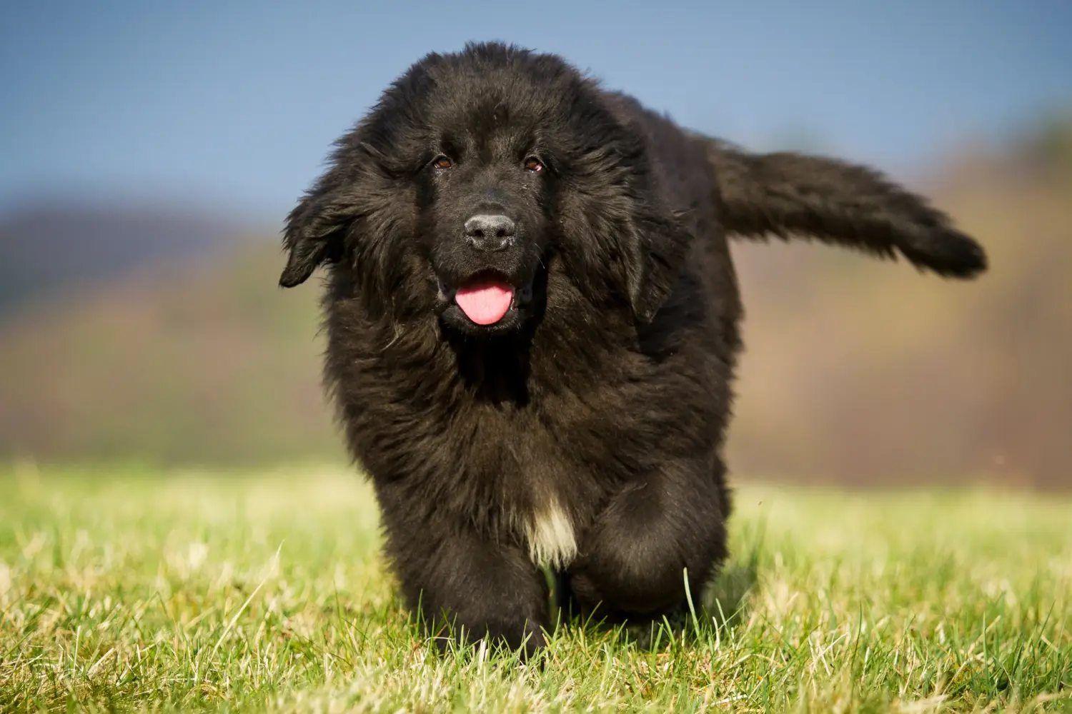 Buying a Newfoundland puppy means taking responsibility! Buy Newfoundland puppies.