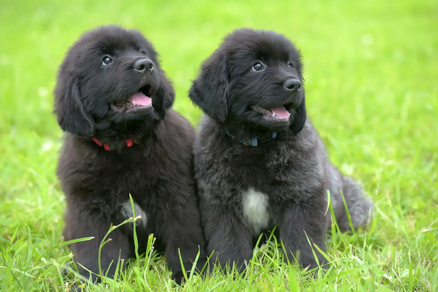 Buying a Newfoundland puppy means taking responsibility! Buy Newfoundland puppies.