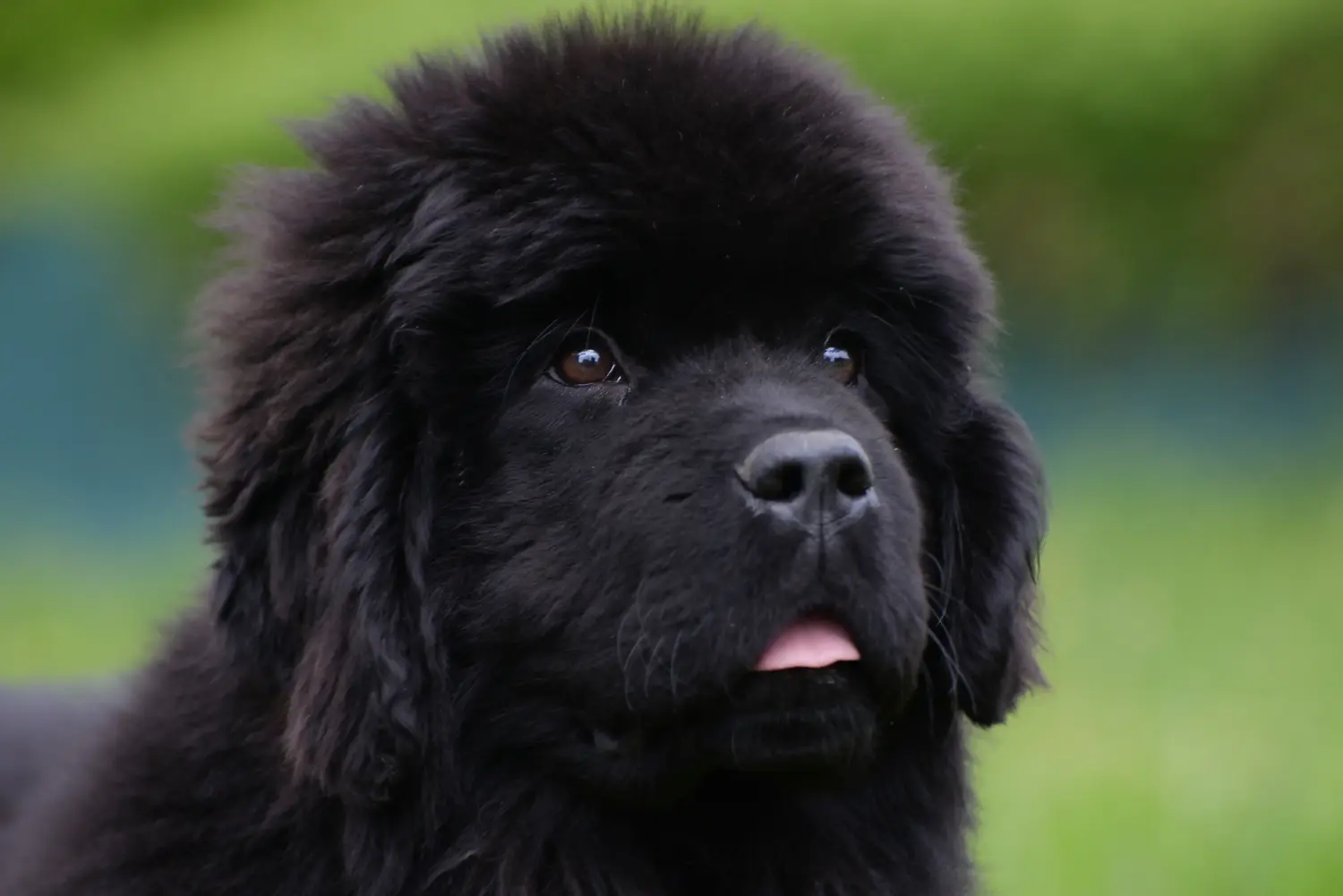 Buying a Newfoundland puppy means taking responsibility! Buy Newfoundland puppies.