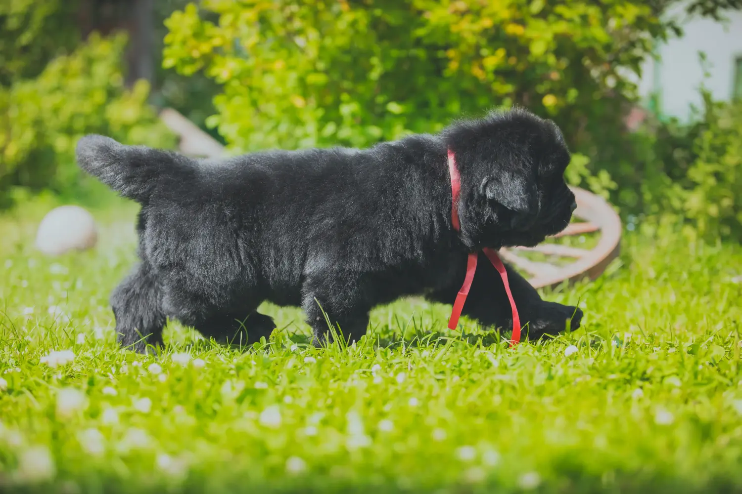 Buying a Newfoundland puppy means taking responsibility! Buy Newfoundland puppies.