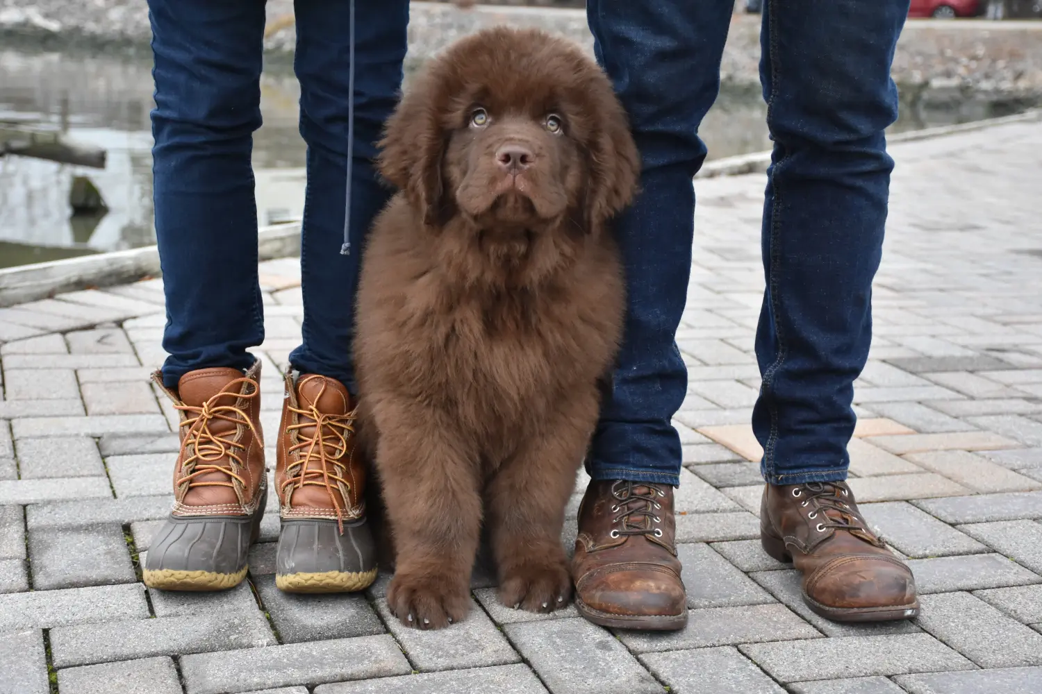 Buying a Newfoundland puppy means taking responsibility! Buy Newfoundland puppies.