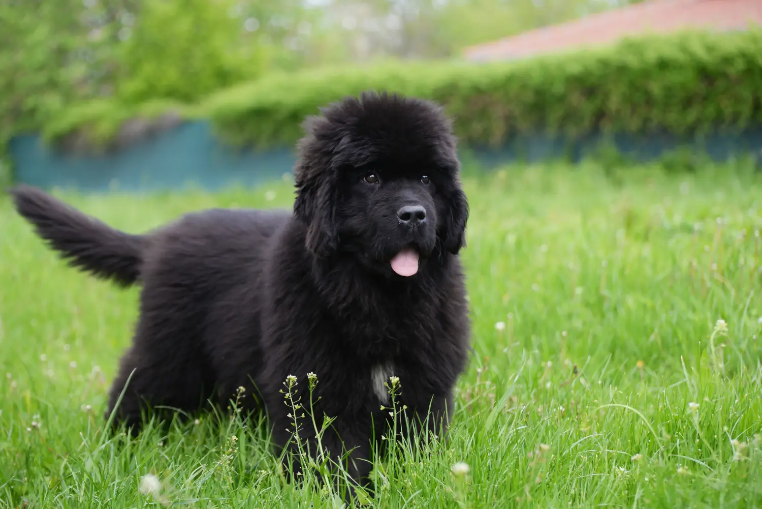 Buying a Newfoundland puppy means taking responsibility! Buy Newfoundland puppies.
