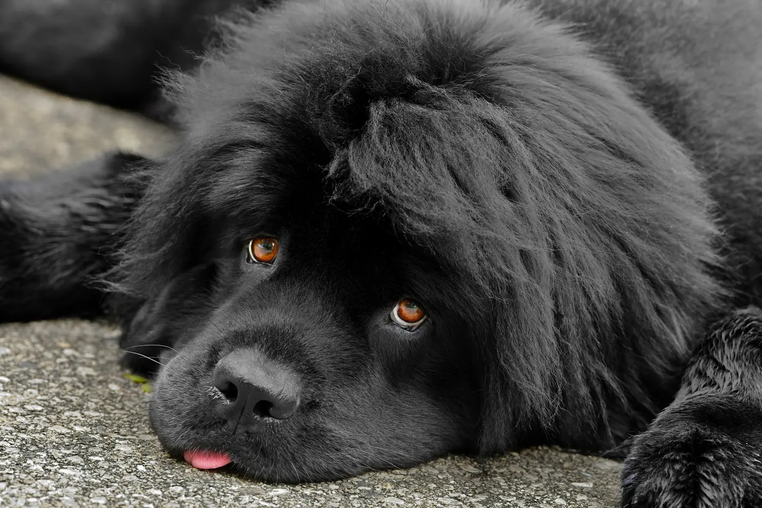 Buying a Newfoundland puppy means taking responsibility! Buy Newfoundland puppies.
