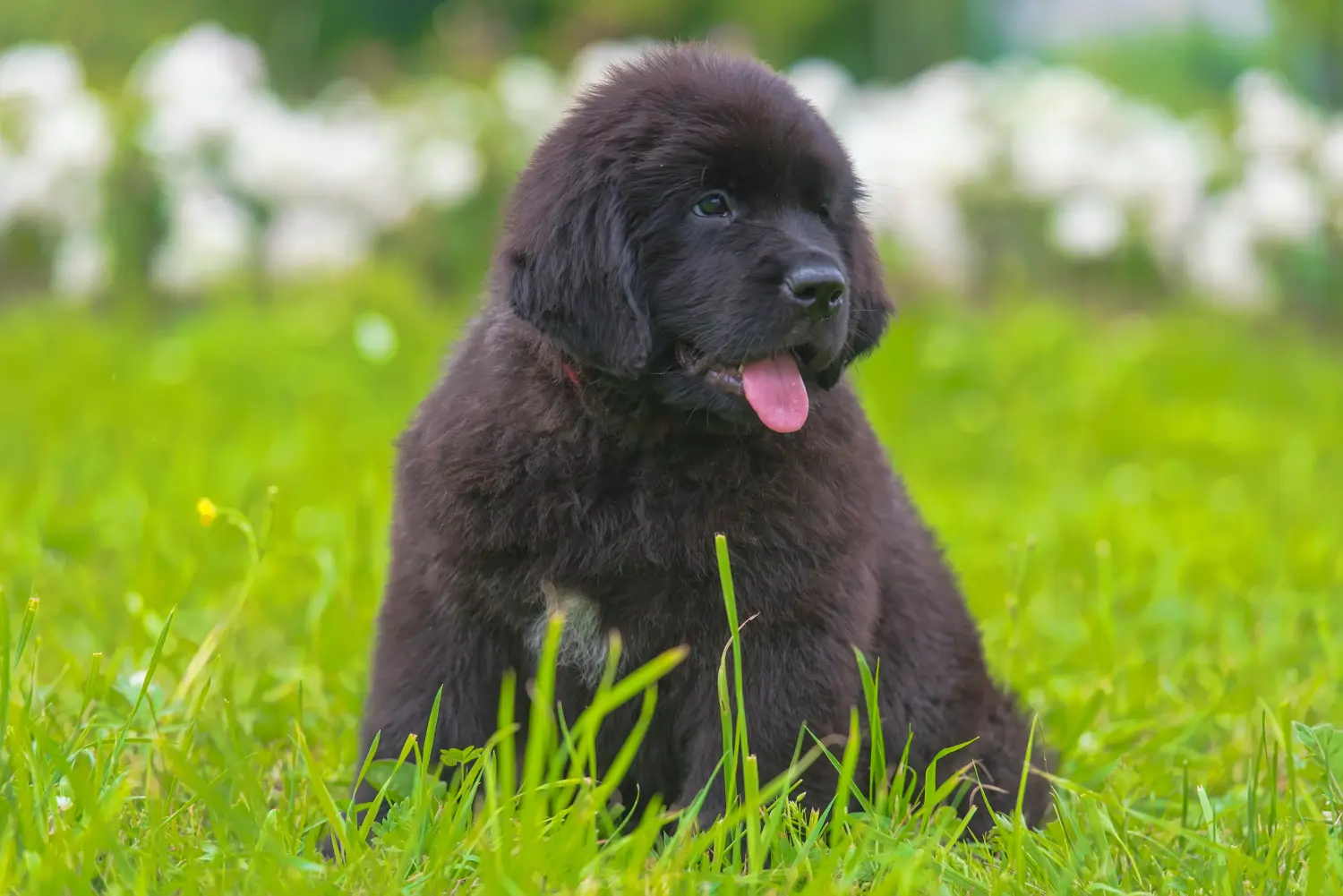 Buying a Newfoundland puppy means taking responsibility! Buy Newfoundland puppies.