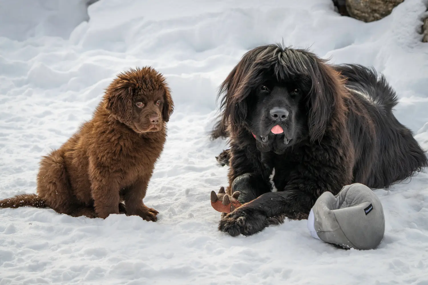 Buying a Newfoundland puppy means taking responsibility! Buy Newfoundland puppies.