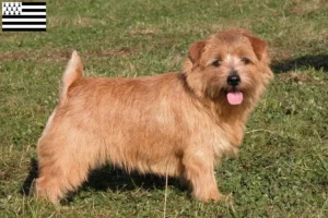 Read more about the article Norfolk Terrier breeders and puppies in Brittany