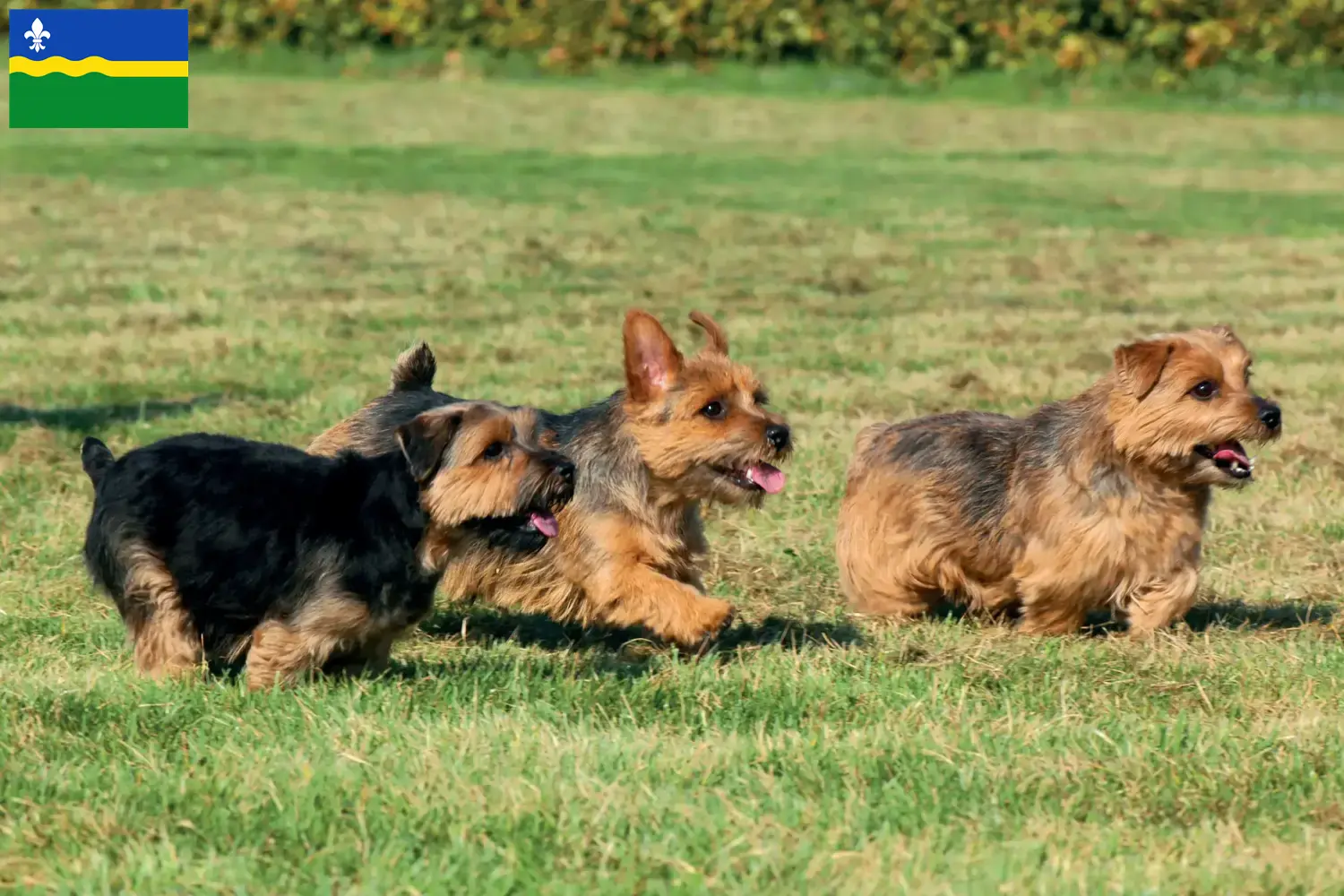 Norfolk Terrier puppies and breeders Flevoland Find Norfolk Terrier breeders in Flevoland here.