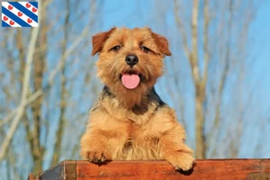 Read more about the article Norfolk Terrier breeders and puppies in Friesland