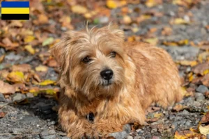Read more about the article Norfolk Terrier breeders and puppies in Gelderland