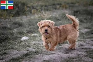 Read more about the article Norfolk Terrier breeders and puppies in Groningen