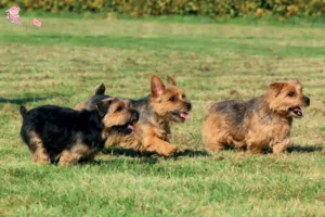Read more about the article Norfolk Terrier breeders and puppies in Hovedstaden