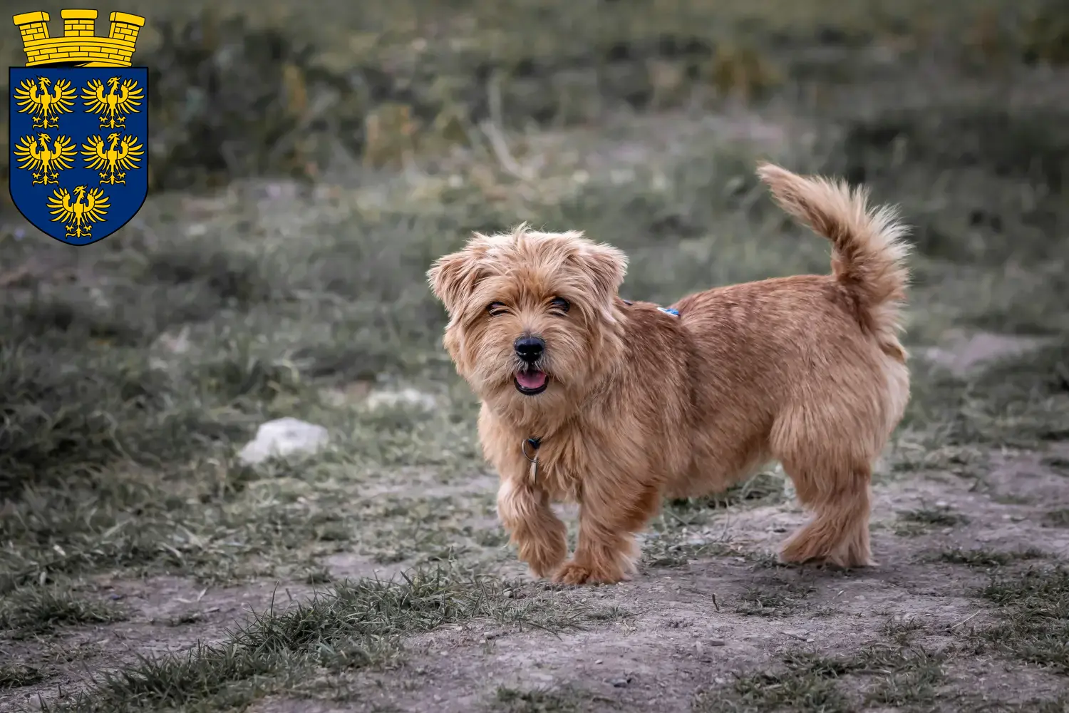 Norfolk Terrier puppies and breeders Lower Austria Find Norfolk Terrier breeders in Lower Austria.