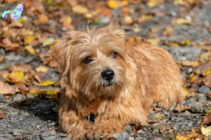 Read more about the article Norfolk Terrier breeders and puppies in Nordjylland