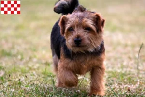Read more about the article Norfolk Terrier breeders and puppies in North Brabant