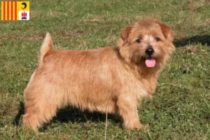 Read more about the article Norfolk Terrier breeders and puppies in Provence-Alpes-Côte d’Azur