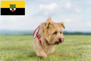 Read more about the article Norfolk Terrier breeders and puppies in Saxony-Anhalt