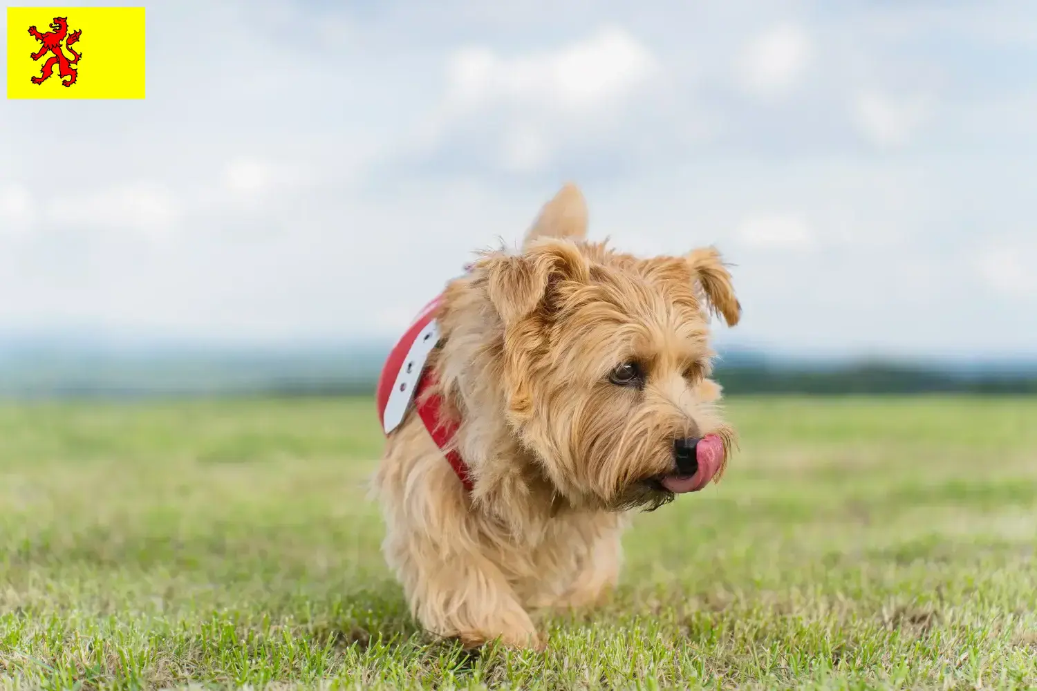 Read more about the article Norfolk Terrier breeders and puppies in South Holland